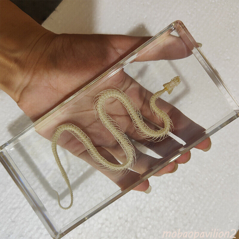 164*78*20mm Chinese Water Snake Skeleton Block Education Animal Specimen