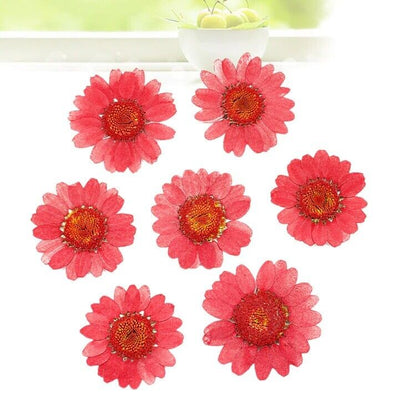 Dried Flowers Pressed Dry Daisy Epoxy Resin Jewelry Making Materials 120Pcs/Lot