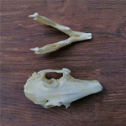 3.1 Inch Animal Skull Real Rabbit Skull Collection Specimen Crafts About