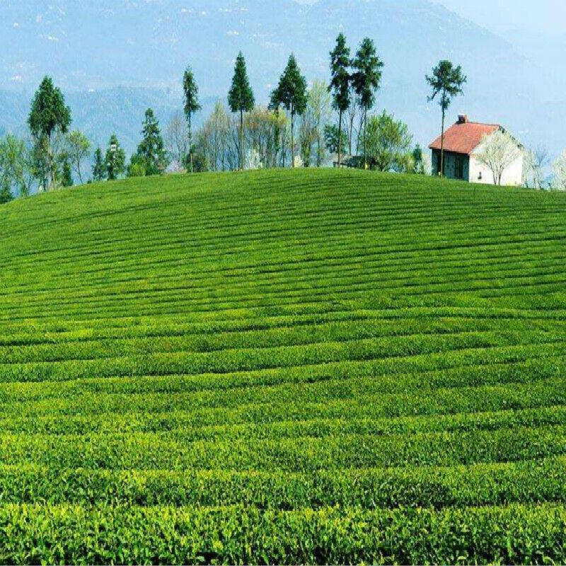 High Quality Mao Jian Fresh Green Tea Gift Packing Xinyang Maojian Green Tea250g