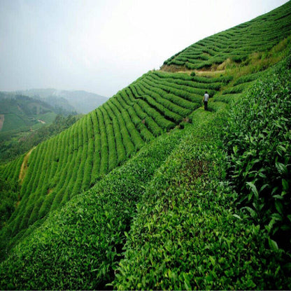 Jin Jun Mei Golden Eyebrow Wuyi Black Tea New JinjunmeiOrganic 250g