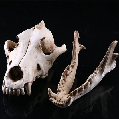 Realistic Wolf Skull Model Resin Skeleton Sculpture Halloween Decor Gift