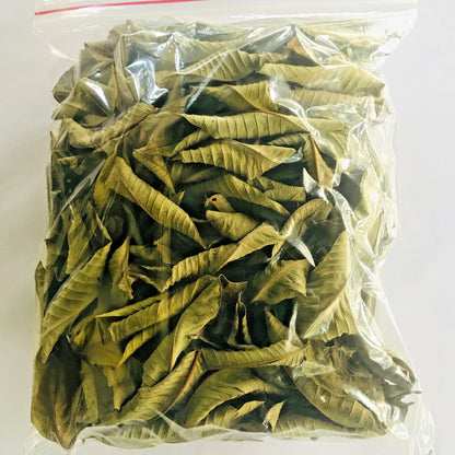 Premium Dried Guava Leaves Hojas De Guayaba 50g to 500g Herbal Tea