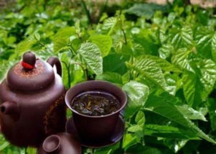 Mulberry Leaf Tea Natural Dried Chinese Herbal Tea Premium Loose Leaf 50g