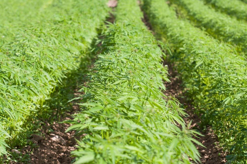 Organic Hemp Hearts – Non-GMO, Kosher, Raw, Vegan – by Food to Live