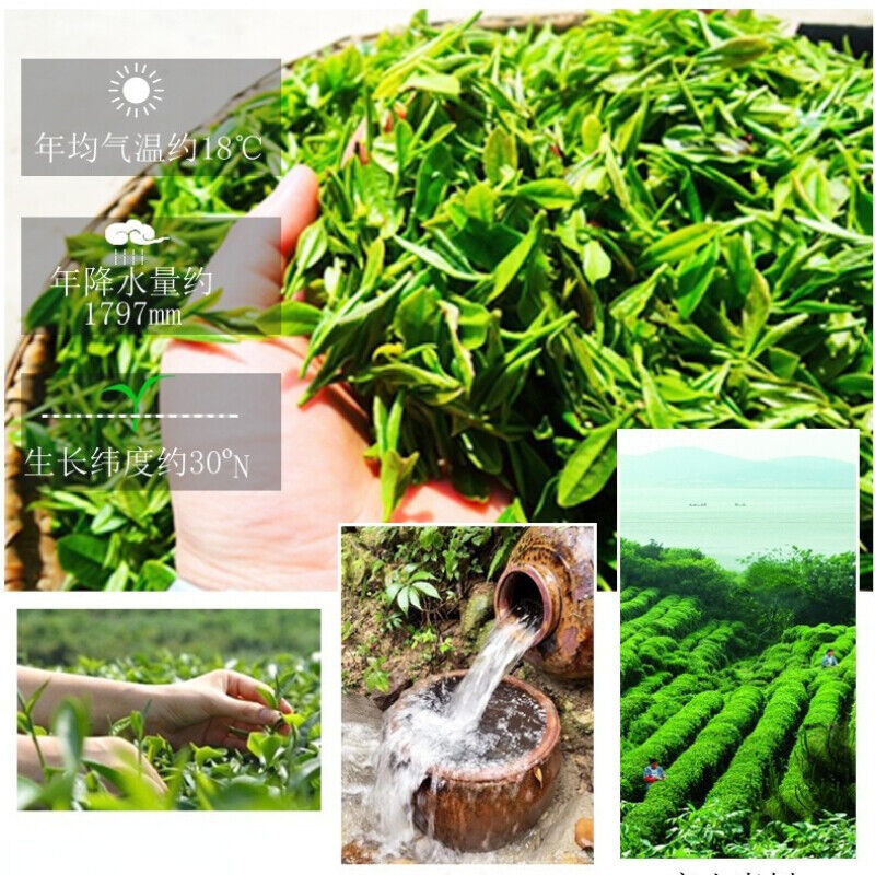 Top New Biluochun Green Tea Organic Weight Loss Tea Healthy Drink Canned 125g