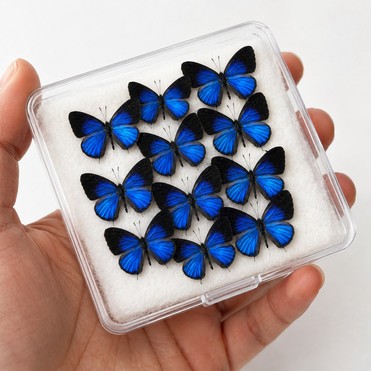 10 Real Dark Caerulean Butterfly Specimens Jamides Bochus Spread A1-A- DIY