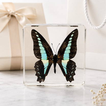 Real Common Bluebottle Butterfly Specimen Resin Block Insect STEM Education
