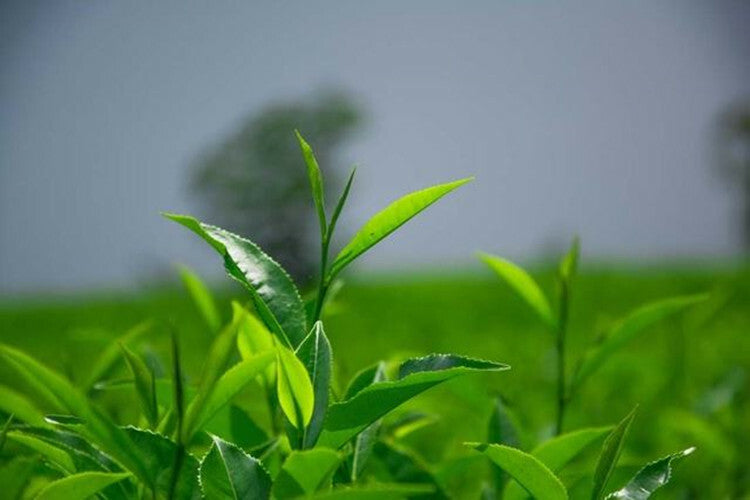 100g Yunnan cha Puer Tea Pu-erh Tea Puer Tuo Cha cha Green Tea Food Health Care