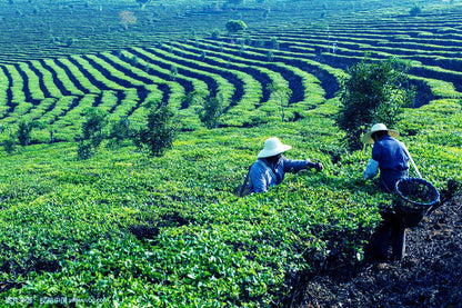 High Quality Organic Biluochun Tea 250g Natural Original Bi Luo Chun Green Tea