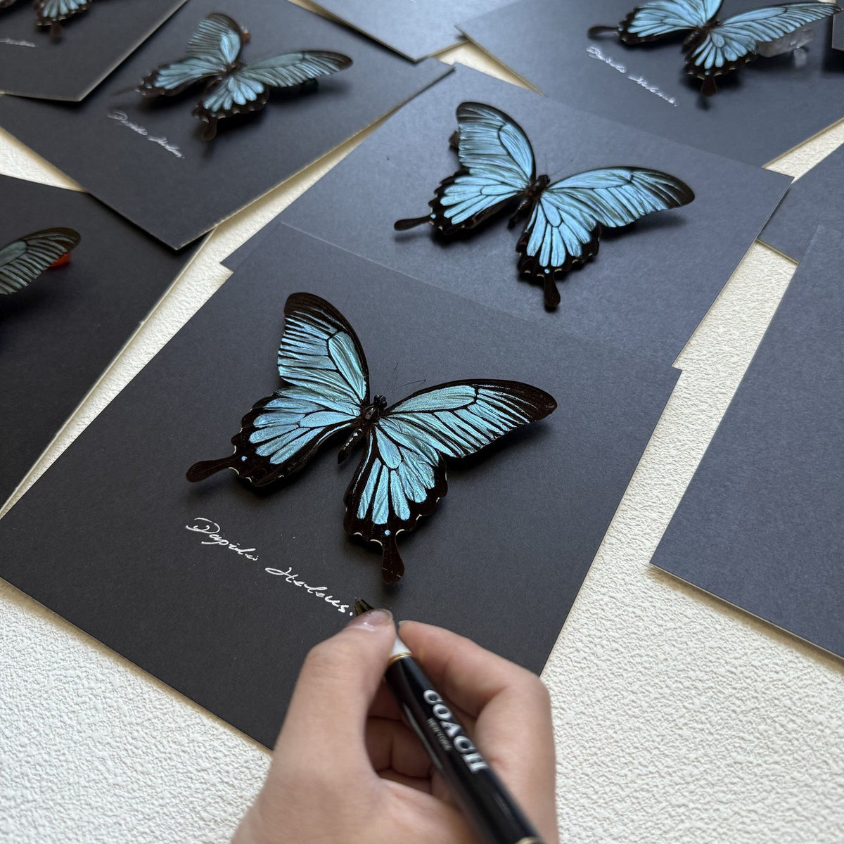 Papilio Helenus Butterfly Specimen, Morpho Didius Alternative, Framed Decor