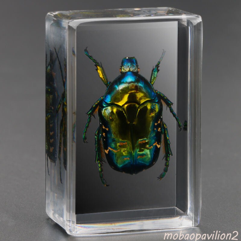 4pcs New Real in Resin Insects in Resin Spiders Specimen Collection