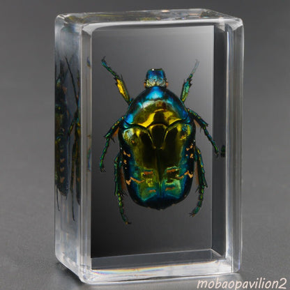 4pcs New Real in Resin Insects in Resin Spiders Specimen Collection