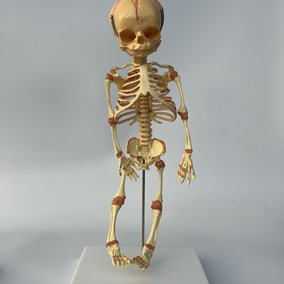 13.7" Baby Skeleton Model Fetal Model Human Body Teaching Newborn Baby Skull