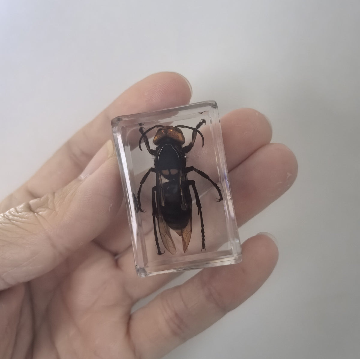 5pcs Real Asian Giant Hornet Resin Insect Specimens Paperweight Display 4.3cm
