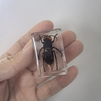 5pcs Real Asian Giant Hornet Resin Insect Specimens Paperweight Display 4.3cm