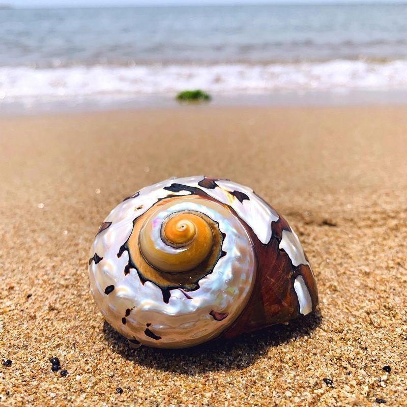 South African Turbo Shell 6‑7cm Natural Conch Aquarium Decor Craft Ornament