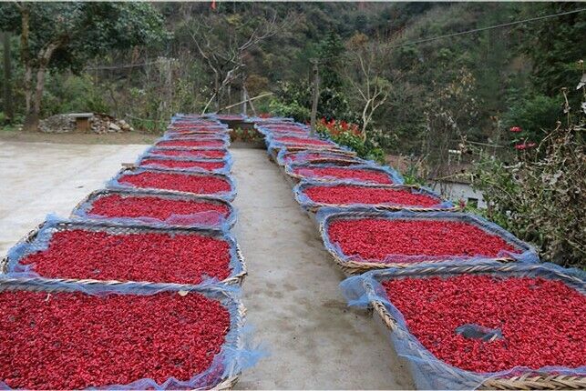 Shan Zhu Yu Cornus Officinalis Cherry Fruit Fructus Corni Berry china herbal tea