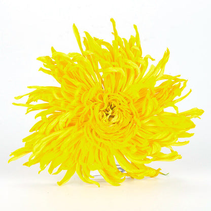 Organic Yellow Chrysanthemum Tea Big Blooming Flower Dry Herbal Health Herbs Tea