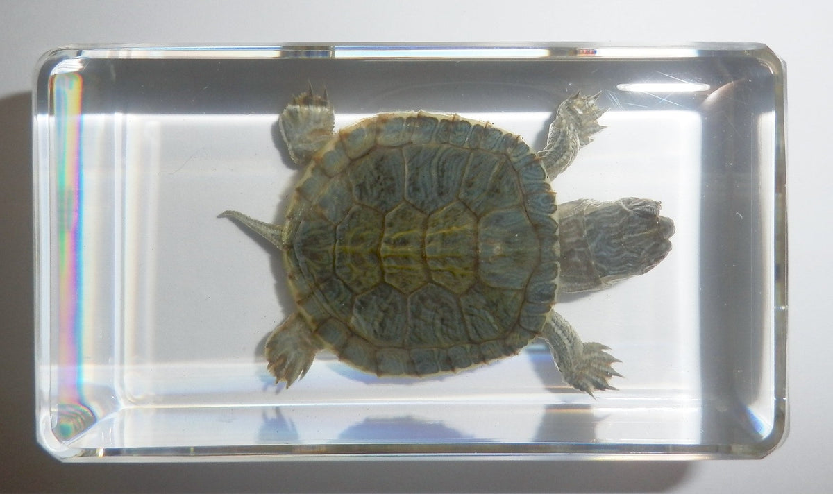 73x40x20 Mm Water Slider Turtle In Clear Paperweight Education Specimen