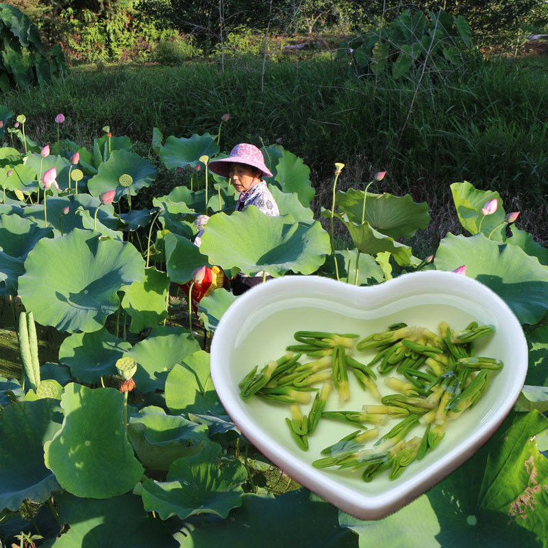 Lotus Heart Scented Tea Green Herbal Herbs organic Loose Flower Tea 莲子芯