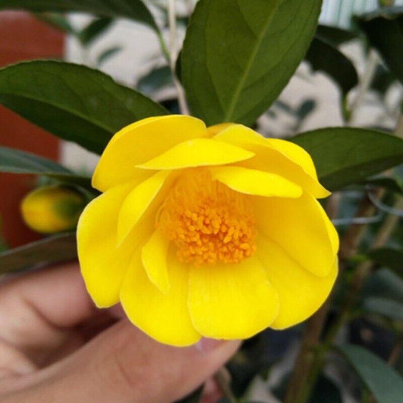 High Quality Dried Golden Camellia Golden Camellia Bloom Tea Flower Tea 500g