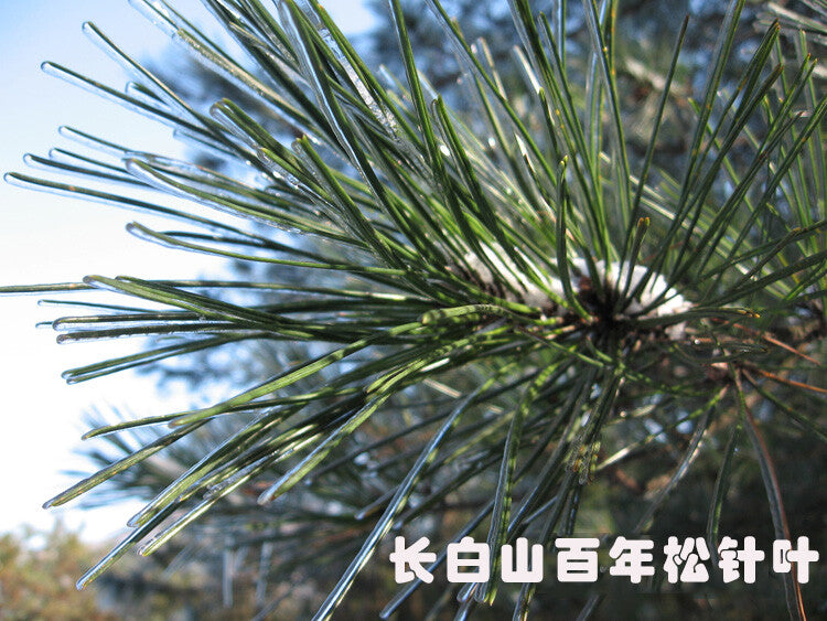 Pine Needle Tea - 100% Pure Natural Dried Masson Pine Needles Herbal Tea