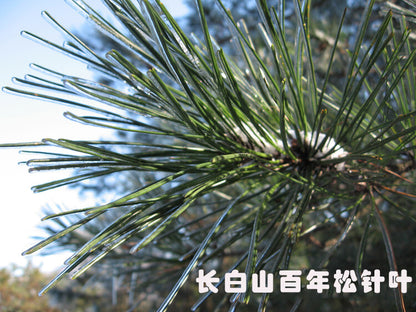 Pine Needle Tea - 100% Pure Natural Dried Masson Pine Needles Herbal Tea
