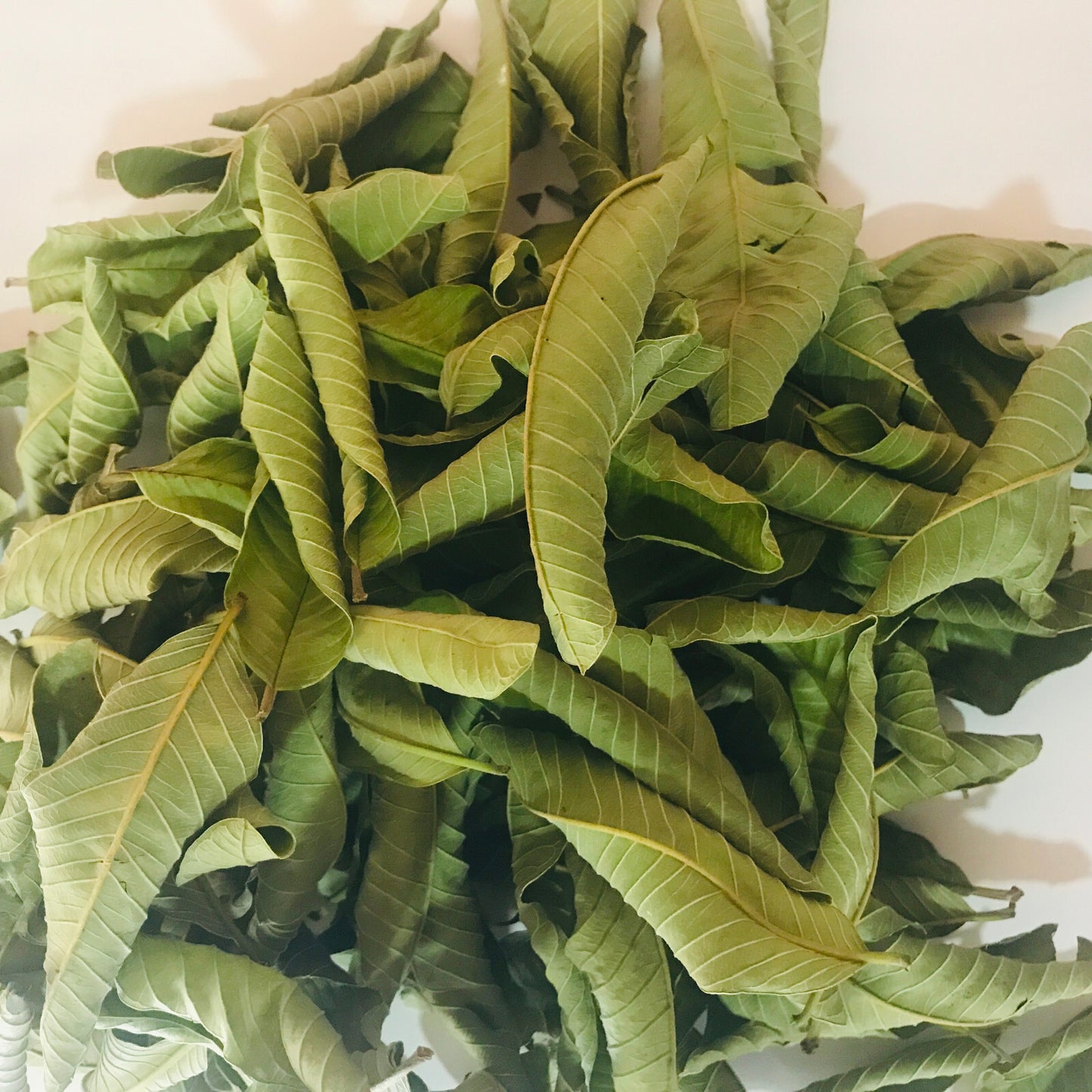 Premium Dried Guava Leaves Hojas De Guayaba 50g to 500g Herbal Tea