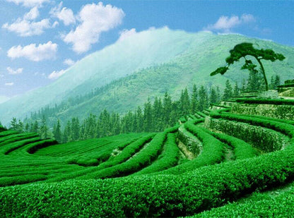 Natural Pure Material Cassia Seed Tea 250g China Herbal Tea Natural Green Food