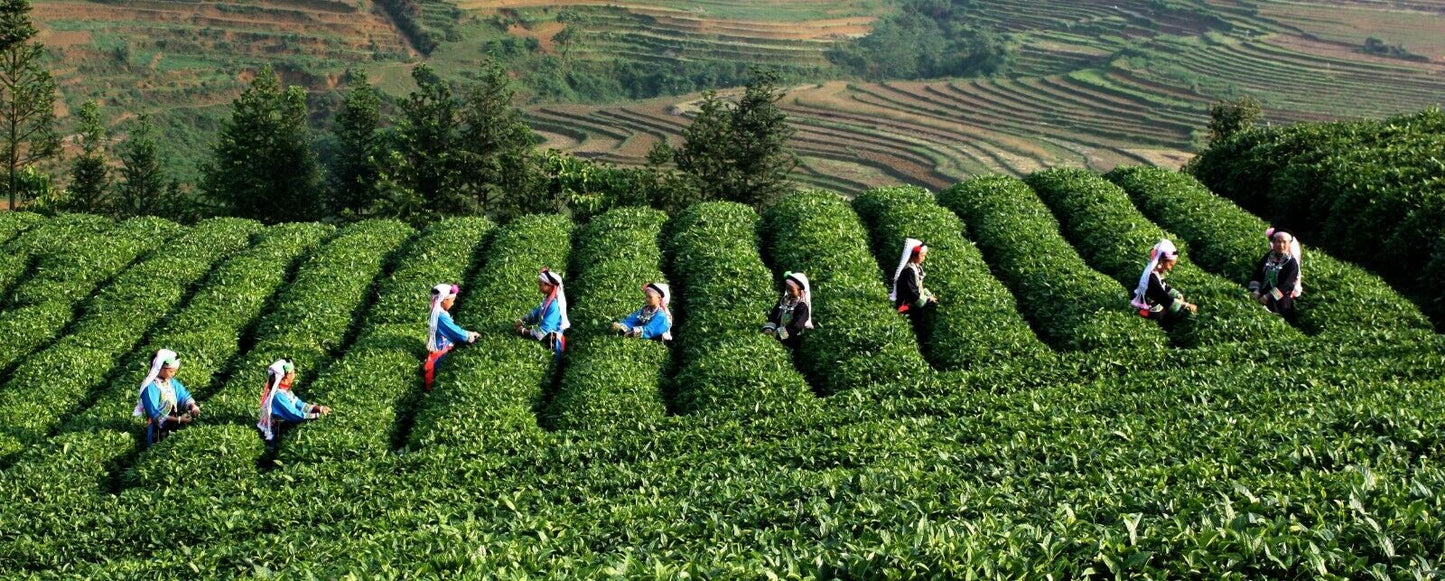 6A Weight loss Shu Puer Tea Grade China Menghai Xing Hai Ripe Puerh Brick 1000g