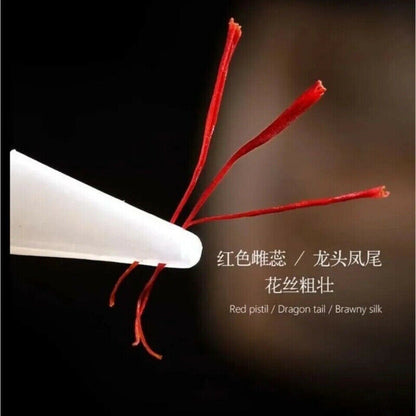 0.5g Herb Saffron Crocus Stigma Croci Full Red Zang Hong Hua 藏红花 全红花