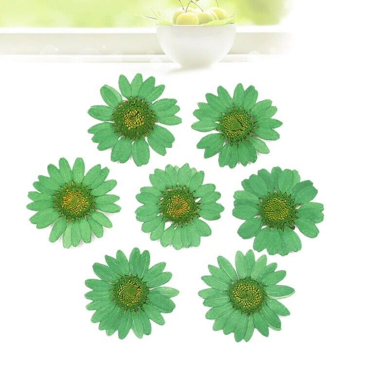 Dried Flowers Pressed Dry Daisy Epoxy Resin Jewelry Making Materials 120Pcs/Lot