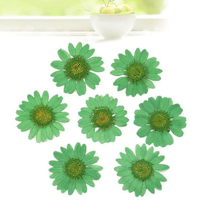 Dried Flowers Pressed Dry Daisy Epoxy Resin Jewelry Making Materials 120Pcs/Lot