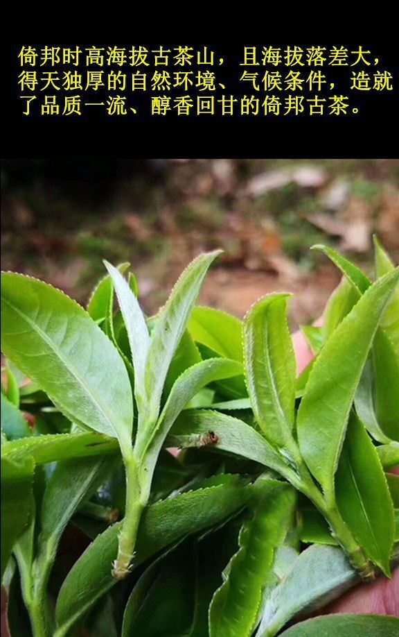 Yibang Tribute Tea Cake Puerh Tea Raw Tea First Spring 357g