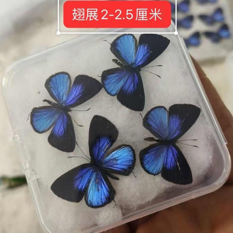 Hedge Blue Male Butterfly Specimens 20 Pack 2-2.5cm Wingspan A1-A-