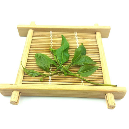 2023 Big Leaf Kuding Tea Herbal Tea Preventing Obesity and Asthma Delaying Aging