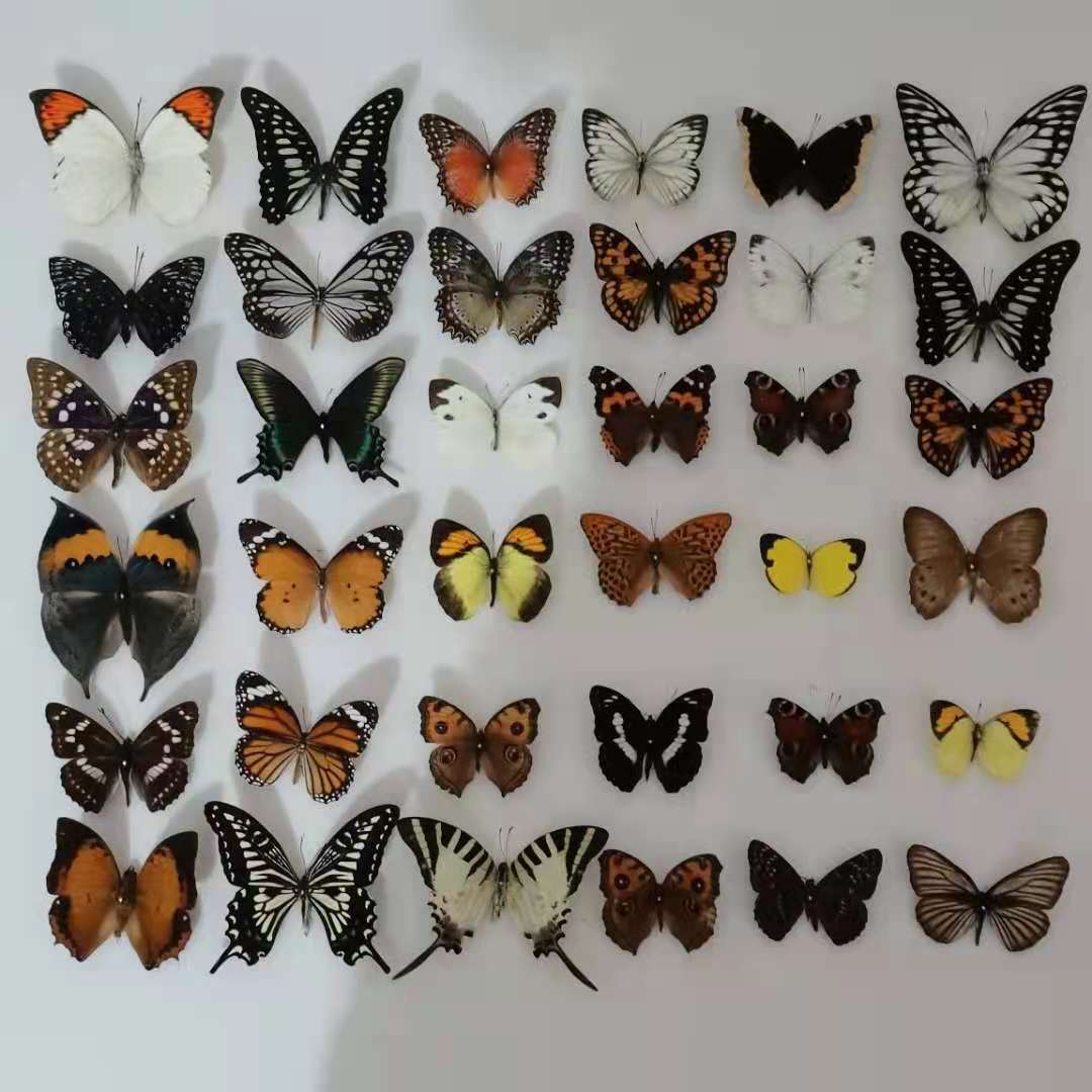 （Butterfly Species with No Duplicates）20pcs natural Real Butterflies Specimen
