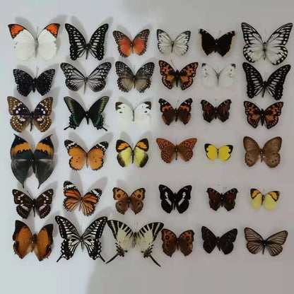 （Butterfly Species with No Duplicates）20pcs natural Real Butterflies Specimen