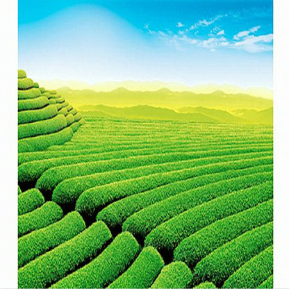 50g Flower Tea Jasmine Early Spring 100% Natural Organic Blooming Herbal Tea