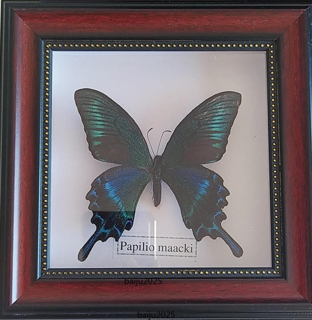 Beautiful Framed Butterfly desktop Decor Collectables Entomology Specimen