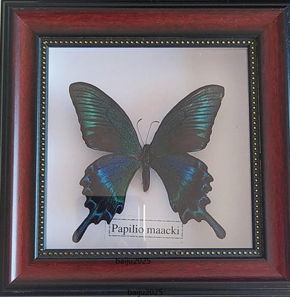 Beautiful Framed Butterfly desktop Decor Collectables Entomology Specimen