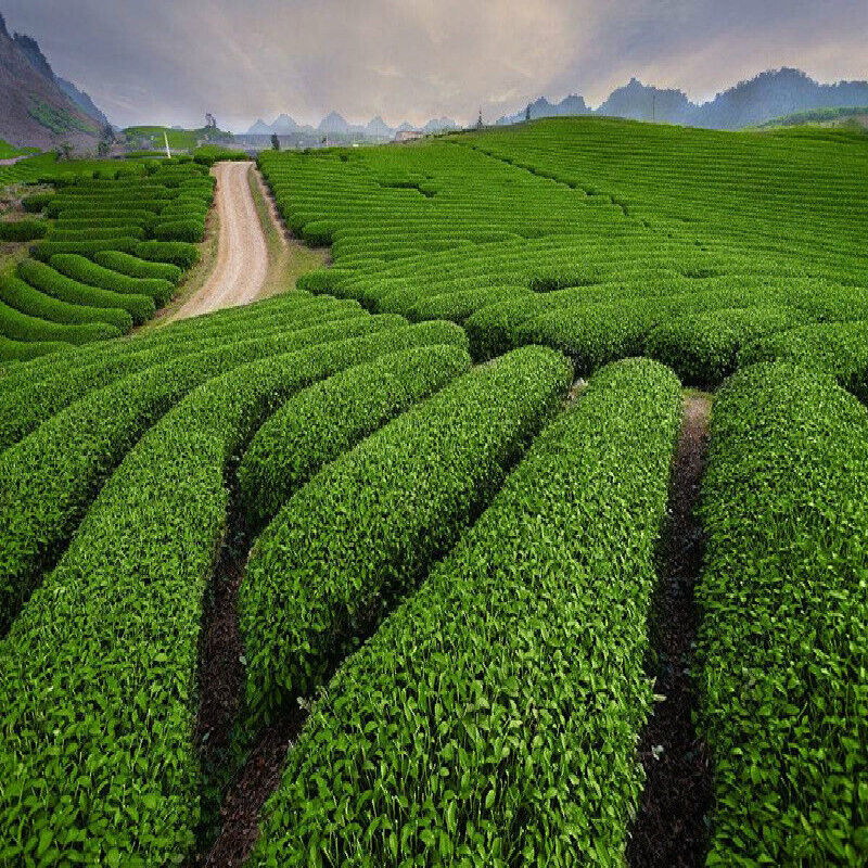 Chinese Spring Xi Hu Dragon Well Long Jing Tea Iron Can Longjing Green Tea 250g