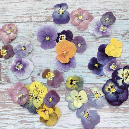 60Pcs/Lot Pressed Dried Viola Tricolor Flower Jewelry Postcard Diy Making Supply