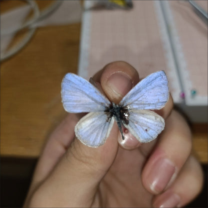 50 Precious Udara Black Unspread Butterfly Specimens 20-30mm DIY Pack