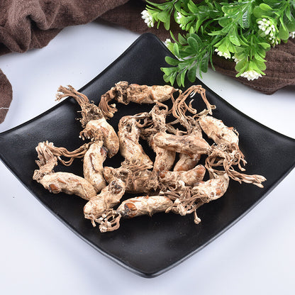 Golden cicada flower selection cordyceps
