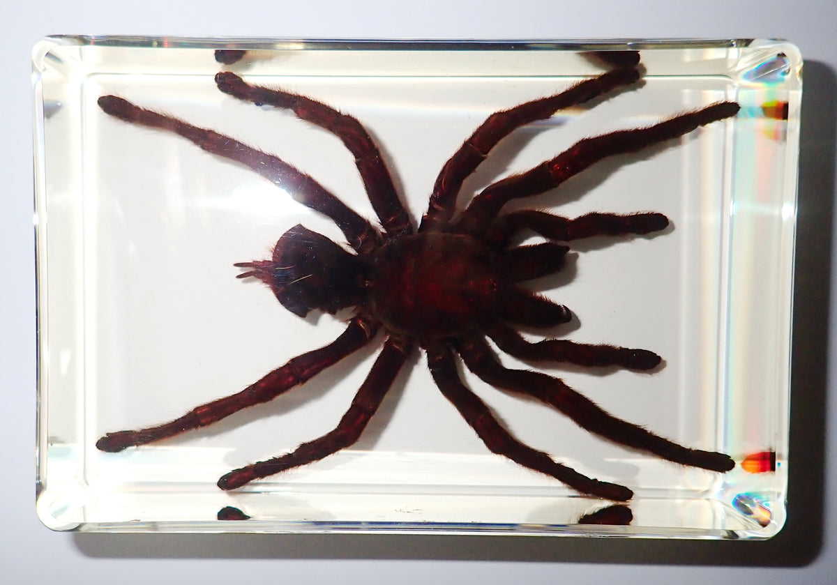 4.3" Giant Golden Earth Tiger Tarantula Spider Specimen Amber Clear Lucite Block