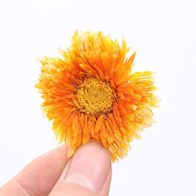 Female Flower Herbal Tea Chinese Marigold Tea Ecology Calendula Officinalis Tea