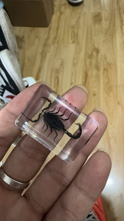 Black Scorpion Resin Insect Specimen 3.5x2.5x1.2cm Educational Toy