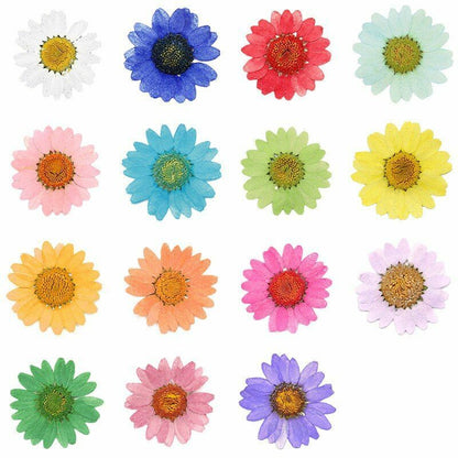 Dried Flowers Pressed Dry Daisy Epoxy Resin Jewelry Making Materials 120Pcs/Lot